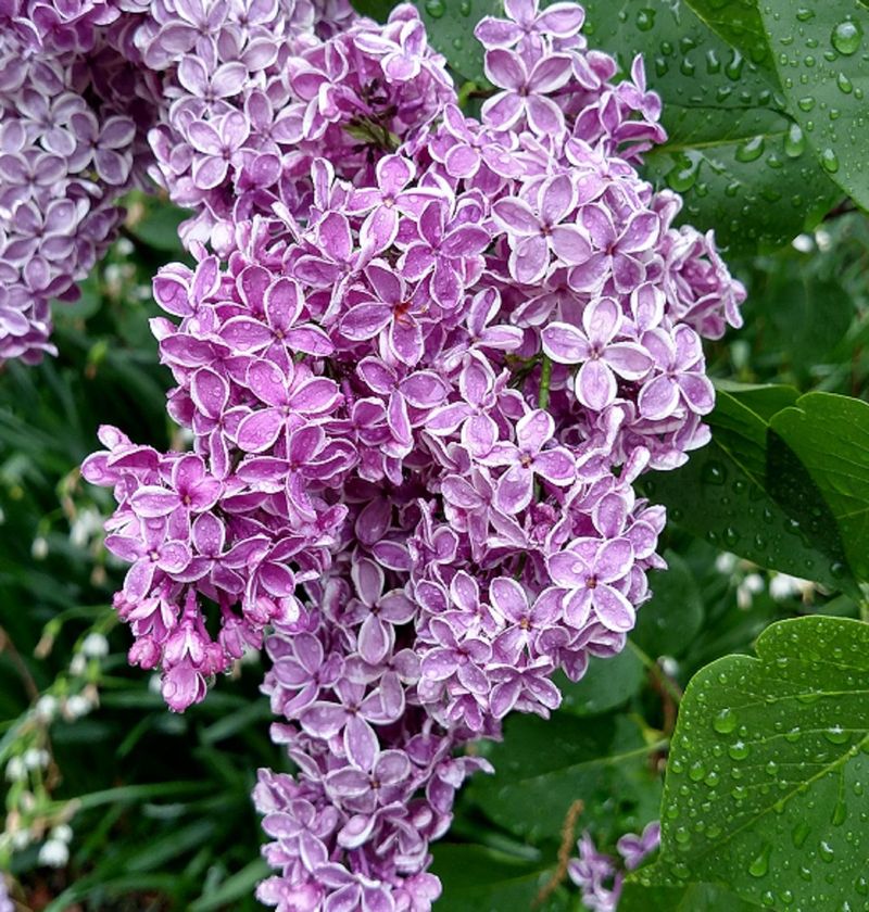 Lilacs (in Mild Climates)