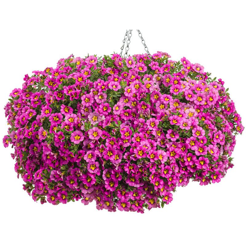 Calibrachoa (Million Bells)