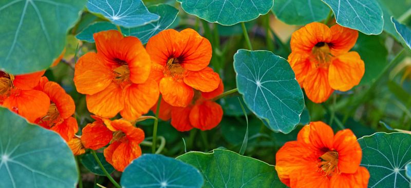 Natural Beauty Products