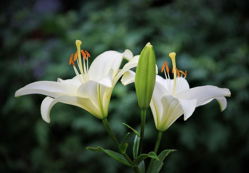 Lilies