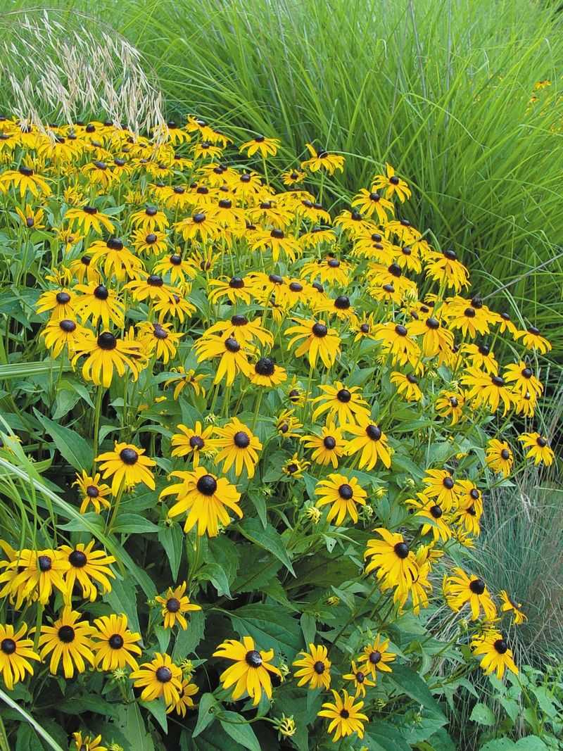 Black-Eyed Susan (Rudbeckia)