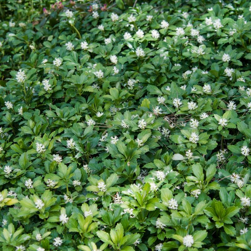 Pachysandra