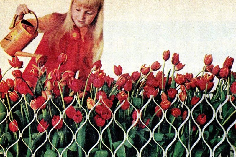 Plastic Border Fence