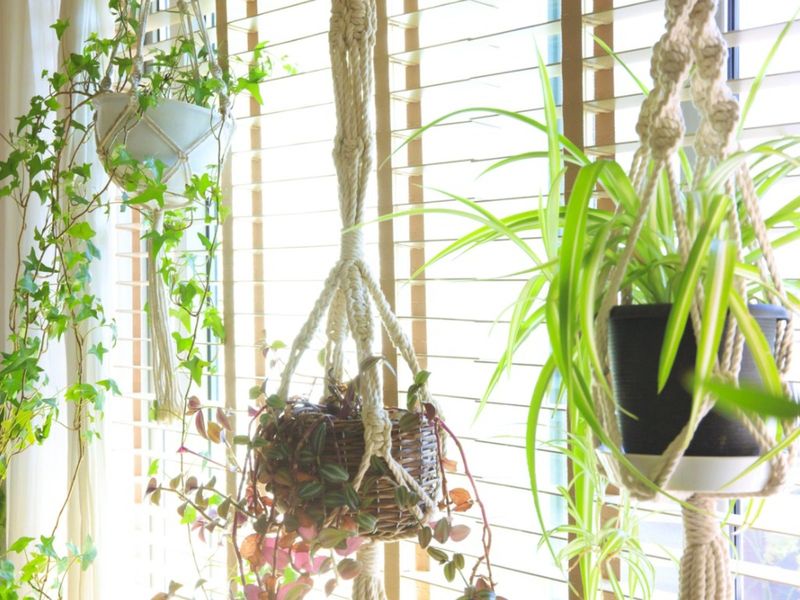 Hanging Herb Planters
