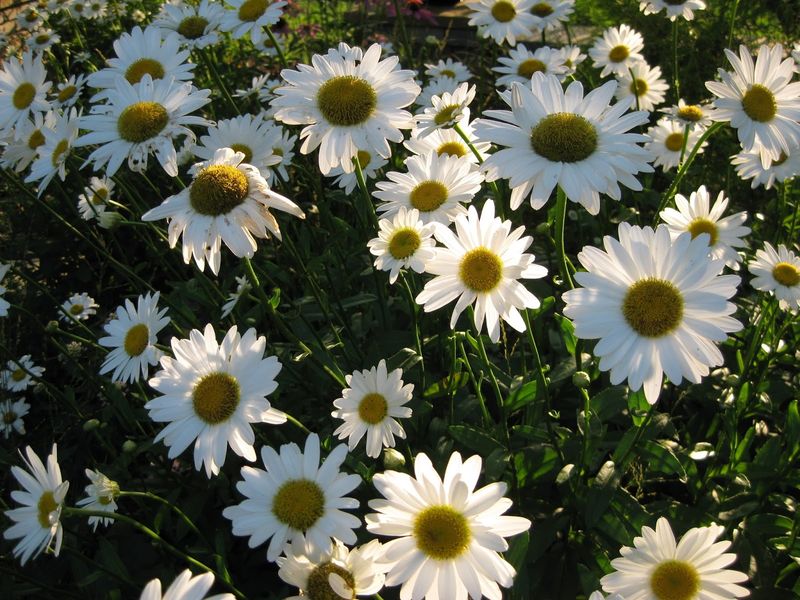 Shasta Daisy (Leucanthemum)