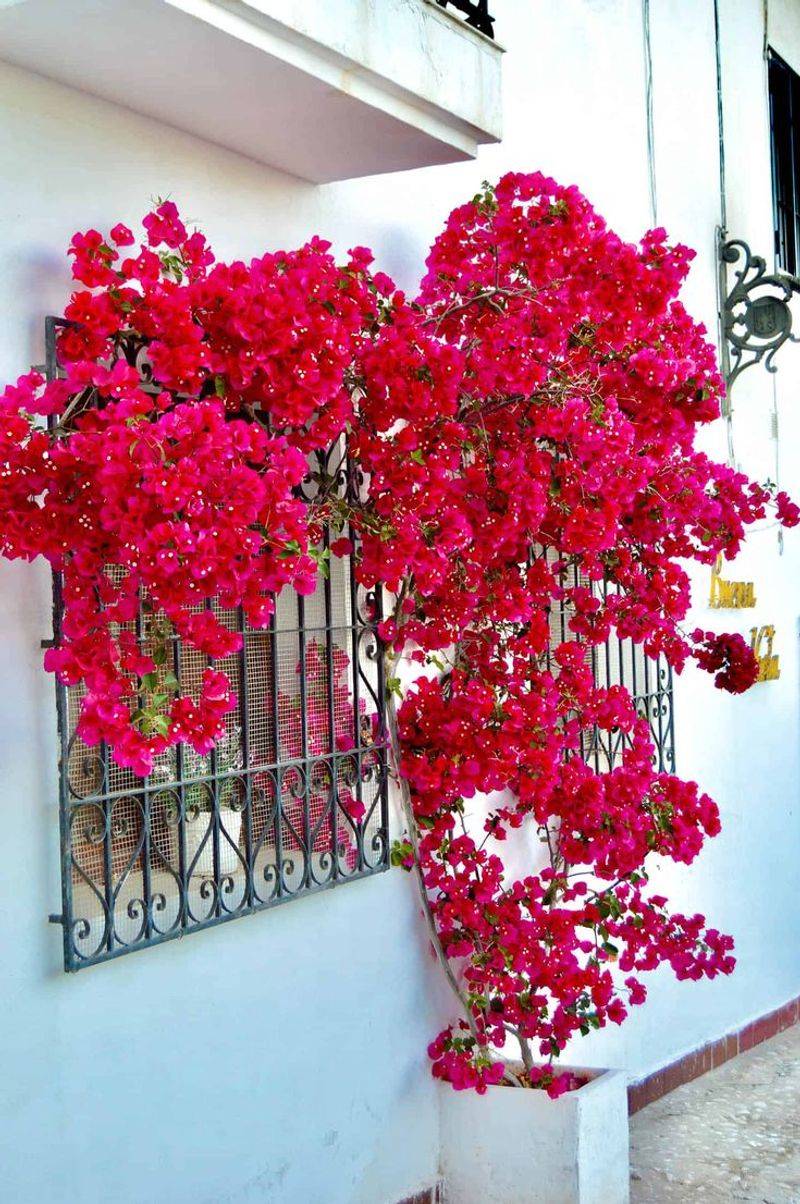 Bougainvillea