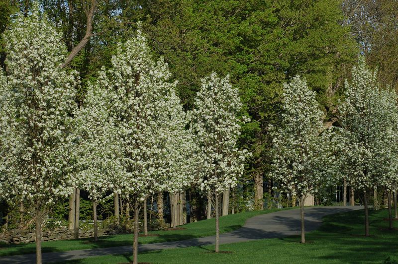 Bradford Pear (Pyrus calleryana)