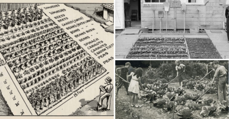 WWII Victory gardens from the 1940s: How people planted them, and how you can grow your own even now