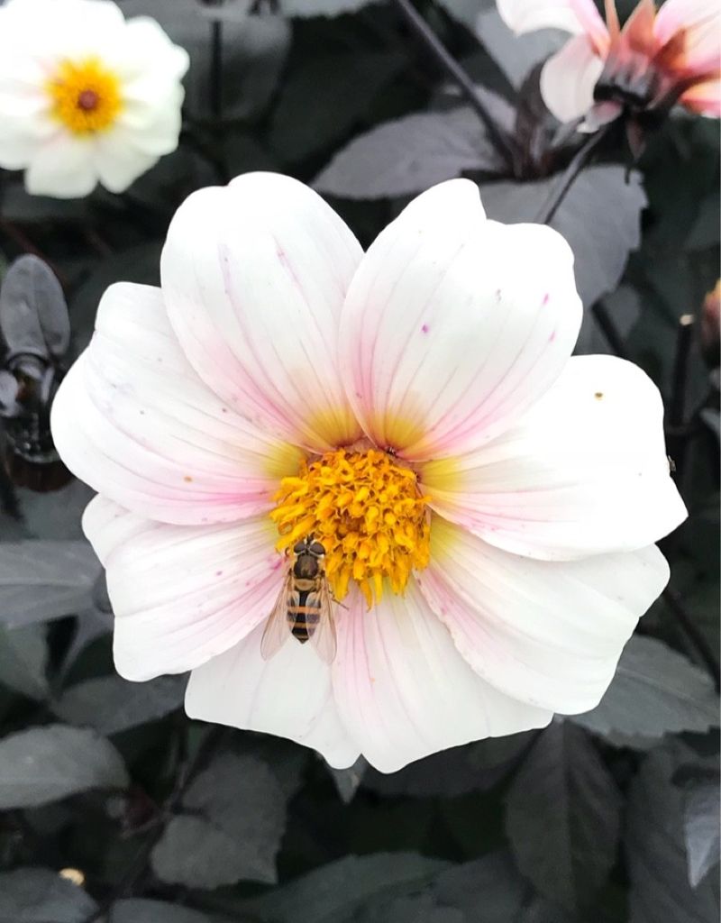 Twyning’s After Eight