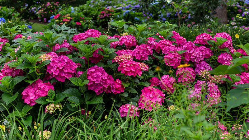 Want Pink Hydrangeas? Raise That pH