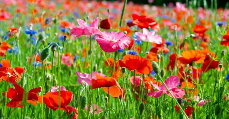 Want a Garden That Looks Like Nature Designed It? Start with This Flower Combo