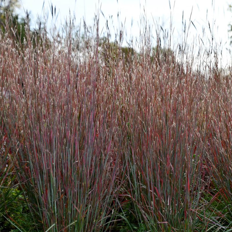 Little Bluestem (Schizachyrium scoparium)