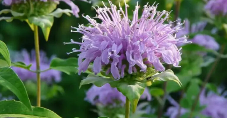 Want a Wildly Beautiful Garden That Practically Grows Itself? Try These 12 Prairie Plants!