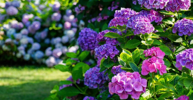 Want to Change Your Hydrangea’s Color? Here’s How Fertilizer Can Do It!