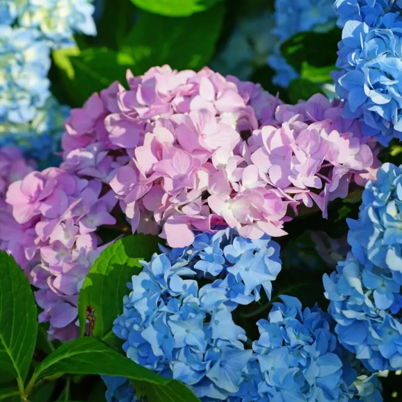 Understand the Hydrangea Types That Change Color