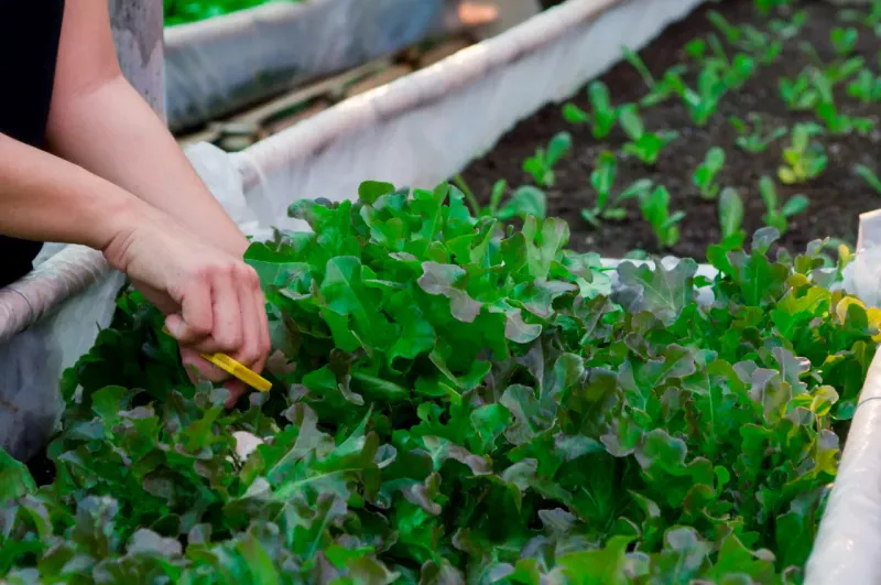 Grow “Cut-and-Come-Again” Crops