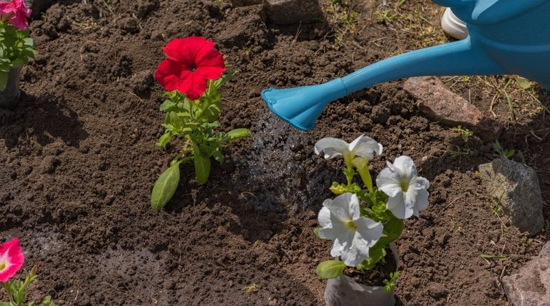 Inconsistent Watering