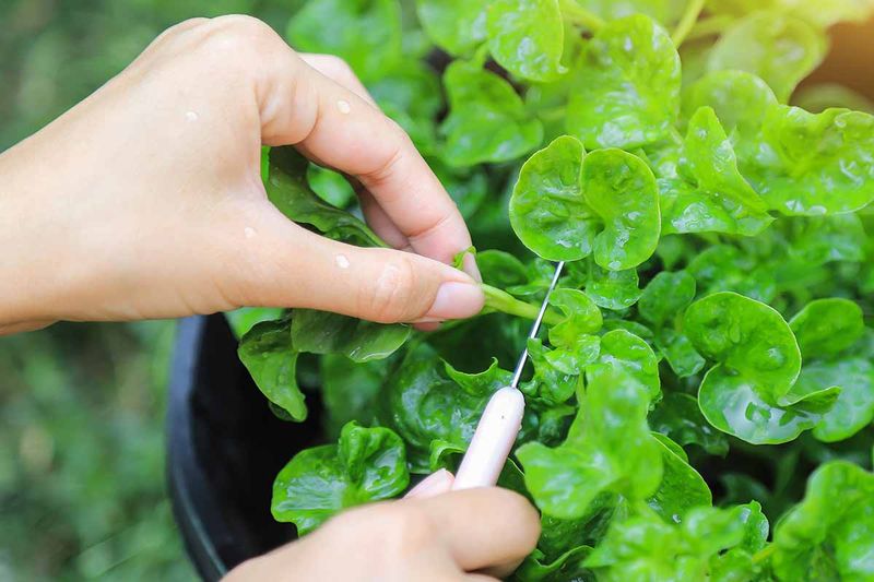 Caring for Watercress Plants