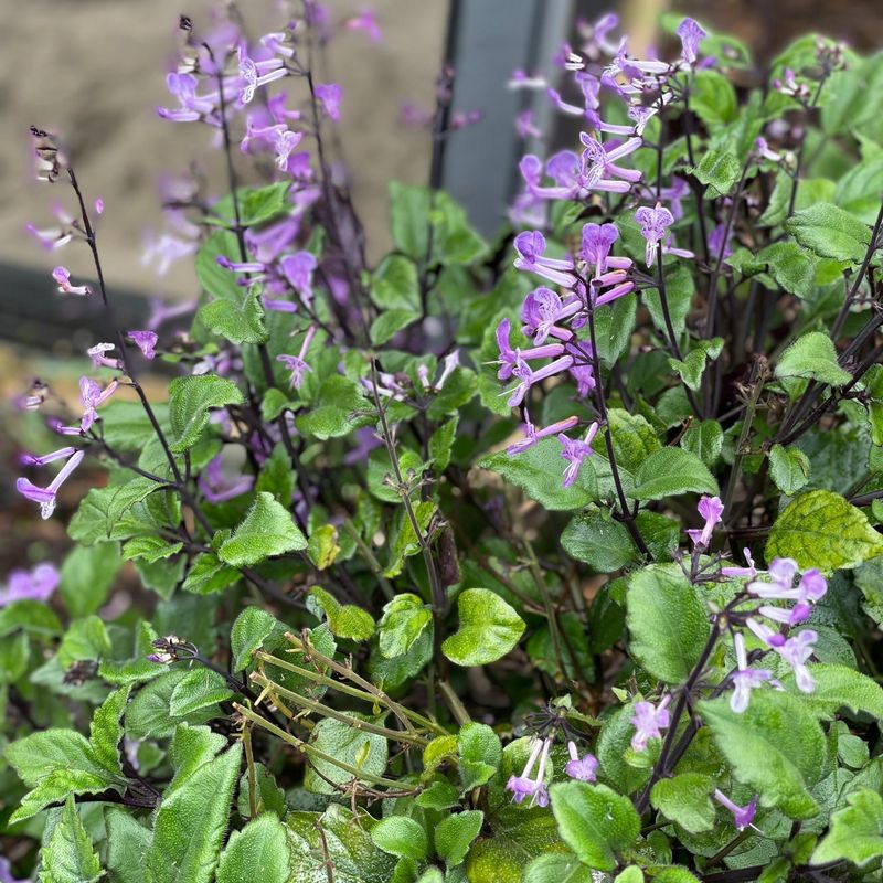 Pruning for Optimal Growth