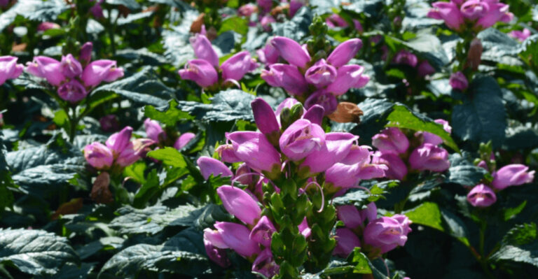 Waterlogged? These 10 Plants Absolutely Love Wet Soil