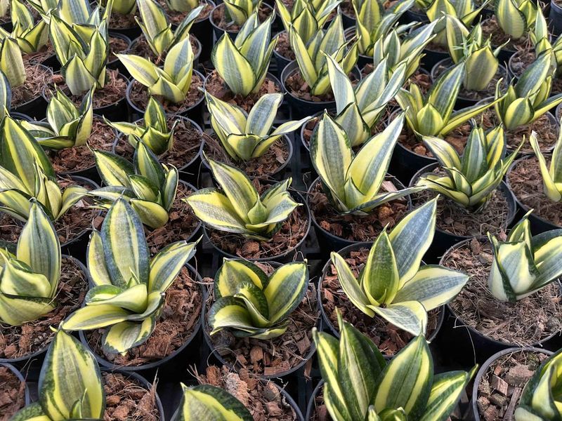 Wildlife Interaction