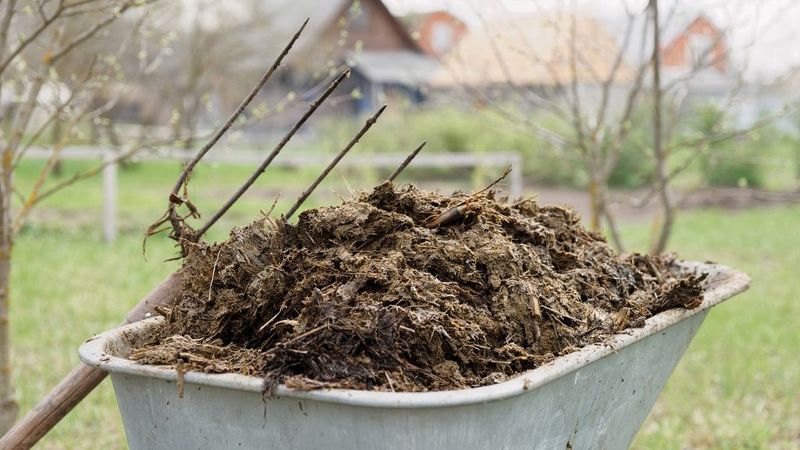 Fresh Manure (Uncomposted Cow, Horse, or Chicken Manure)