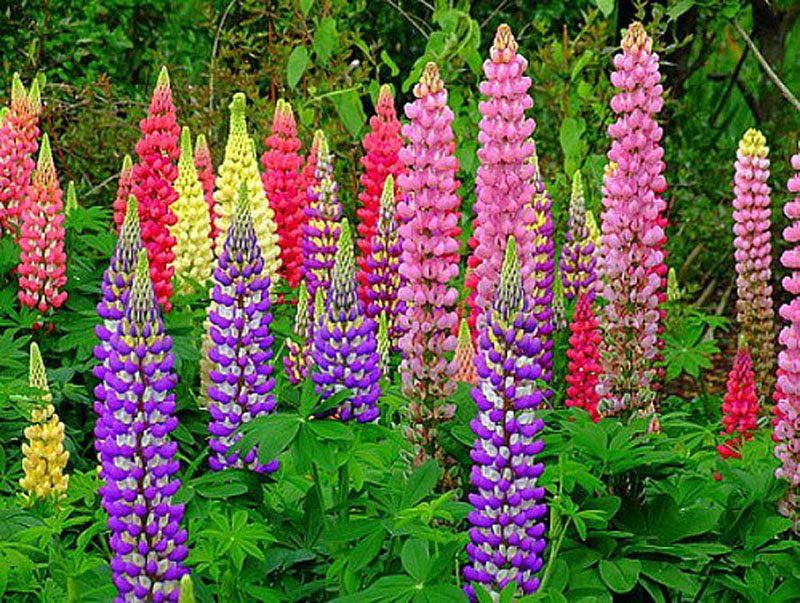 Lupines