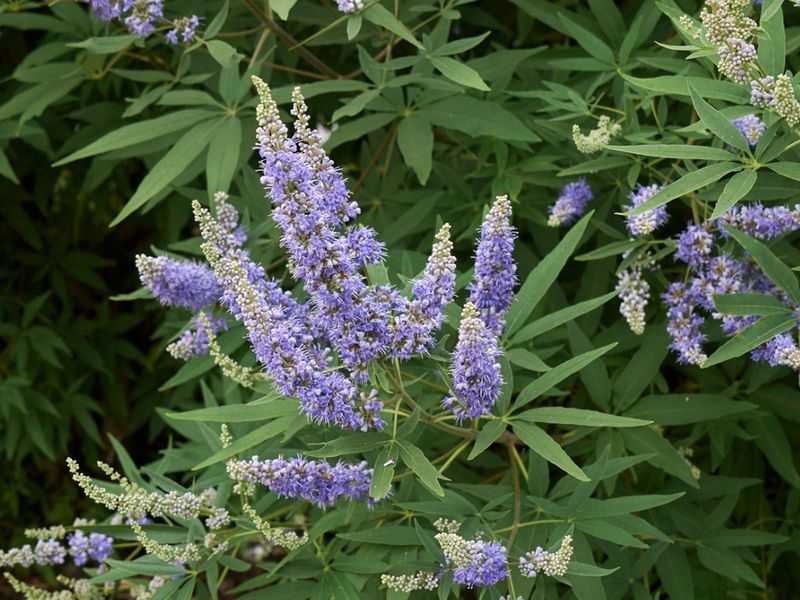 Chaste Tree (Vitex agnus-castus)