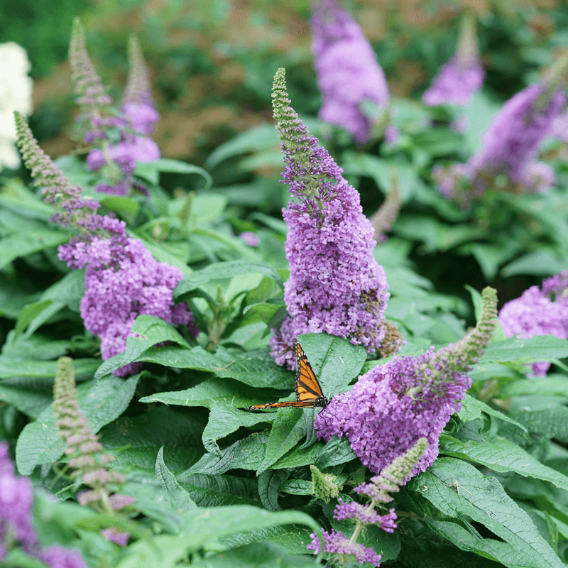 Butterfly Bush