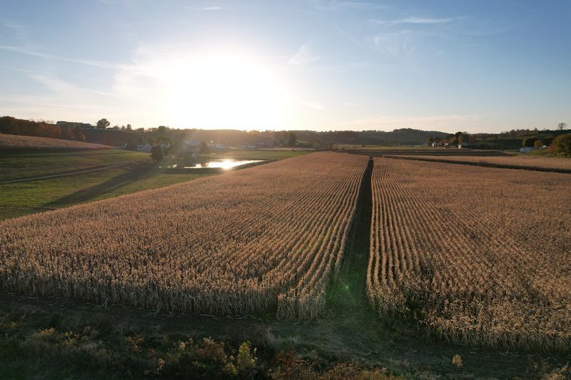 Full Sun Placement Is Carefully Chosen