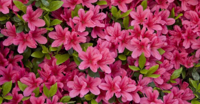 What To Do With Azalea Bushes After They Bloom (8 Must-Know Tips)