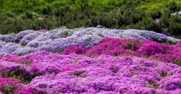 What To Do With Creeping Phlox After It Blooms – 6 Simple Tips to Keep It Thriving!