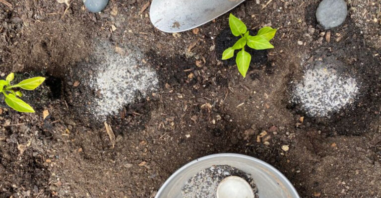 What To Put In A Pepper Planting Hole – 5 Ingredients That Get Peppers Growing Fast!