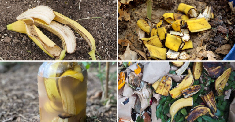What to Do With Overripe Bananas in the Garden