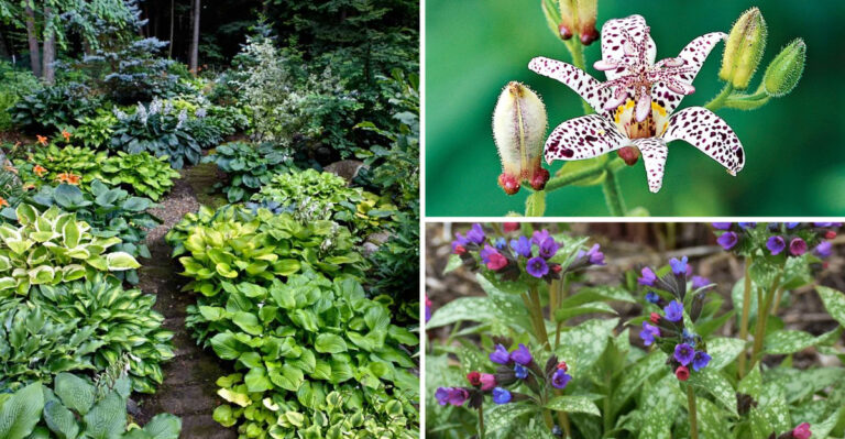 What to Plant If Your Garden Gets No Sun