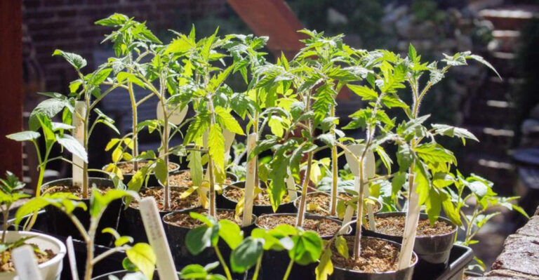 When to Plant Tomatoes After the Last Frost: The Perfect Timing Guide