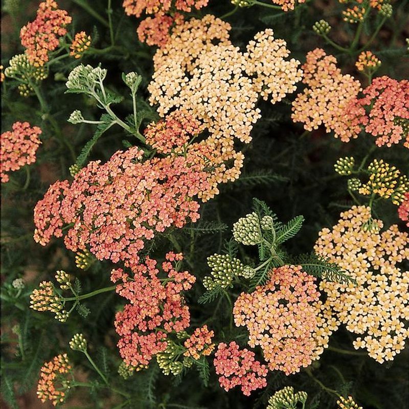 Yarrow (Achillea millefolium)