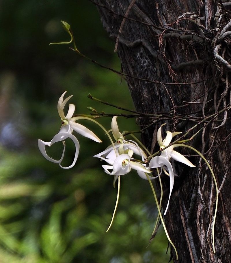 Ghost Orchid