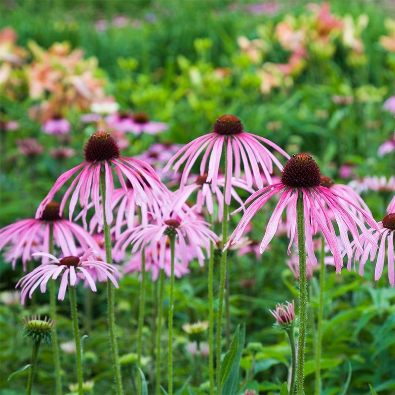 Pallida Coneflower