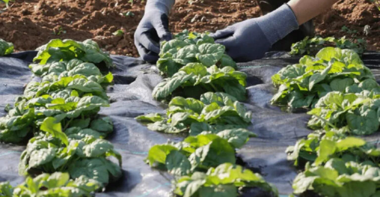 Why Garden Experts Are Begging You to Stop Using Landscape Fabric Immediately — And What to Use Instead!