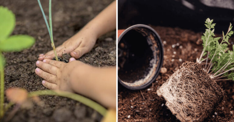 Why Your Seedlings Are Falling Over (And How to Fix It)