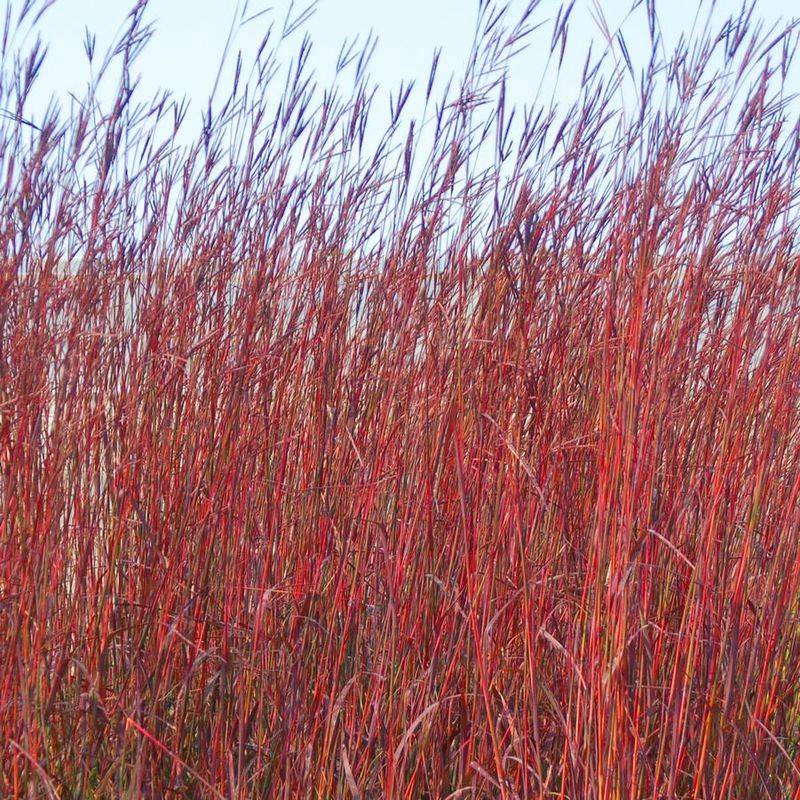 Big Bluestem (Andropogon gerardii)