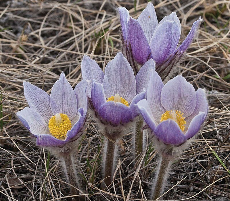 Pasque Flower (Pulsatilla patens)