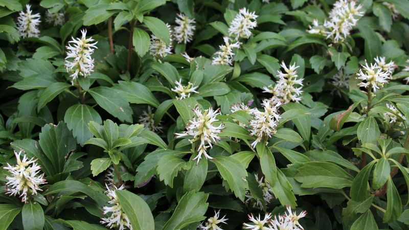Pachysandra