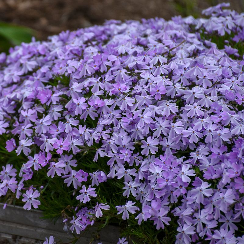 Creeping Phlox (Phlox subulata)