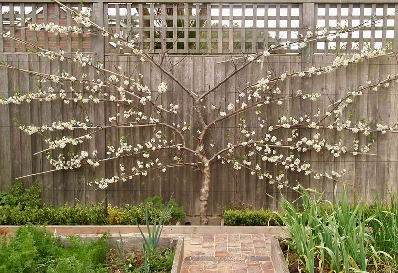Fruit Trees and Espaliers