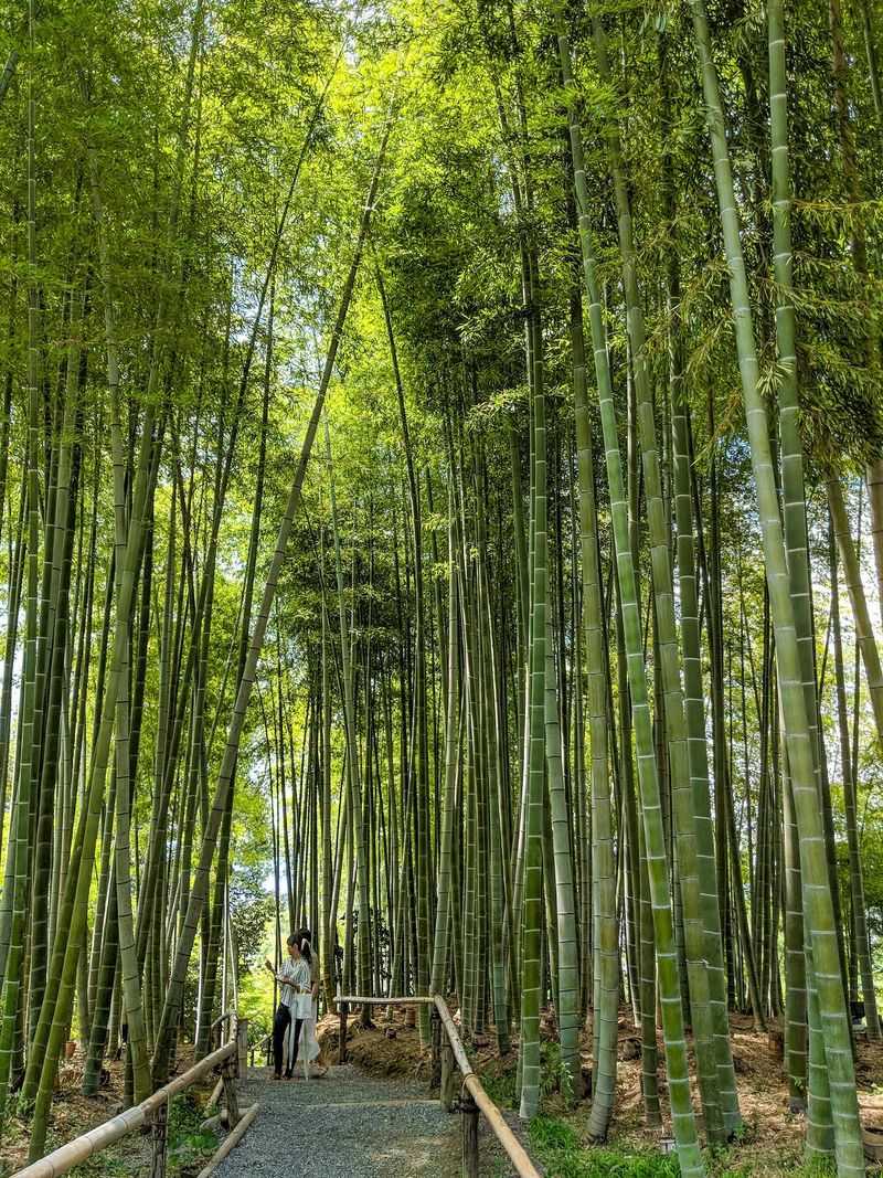 Bamboo Grove Getaway