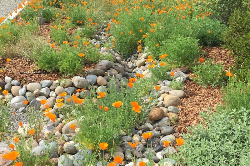 Water-Wise Gardening