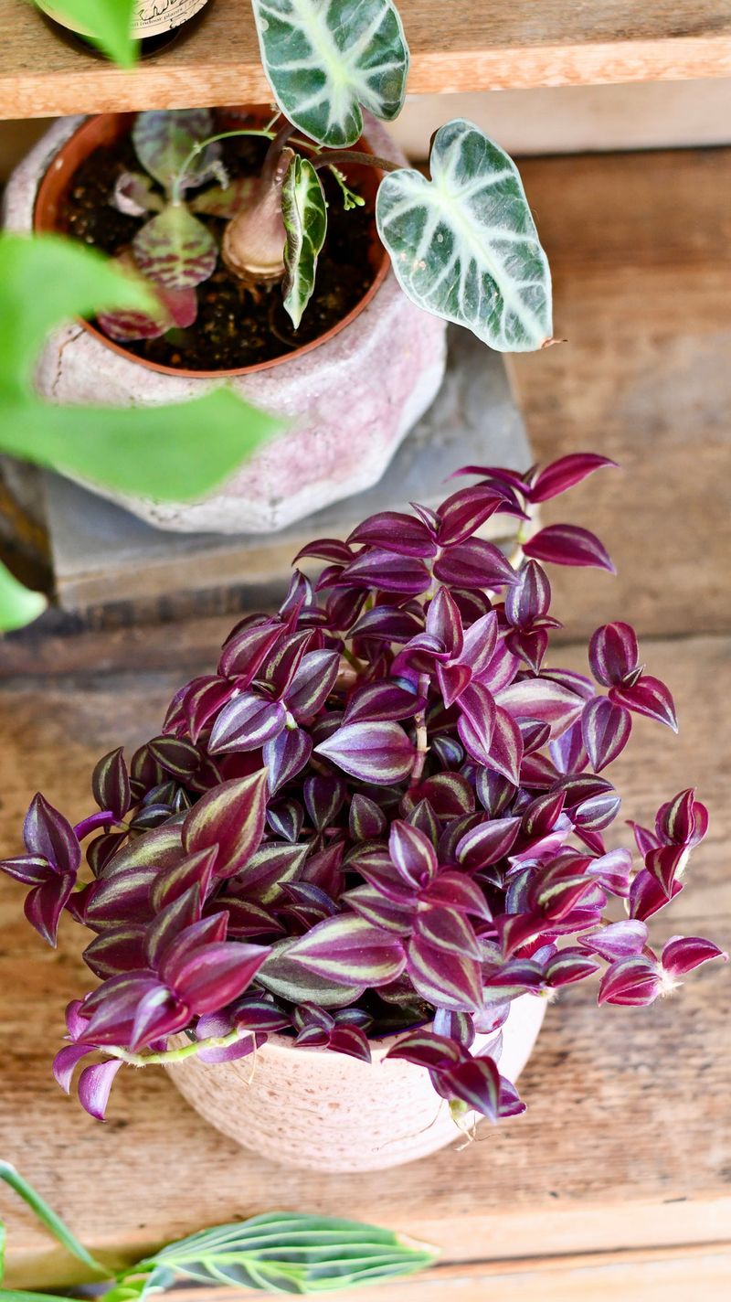 Tradescantia (Wandering Jew)