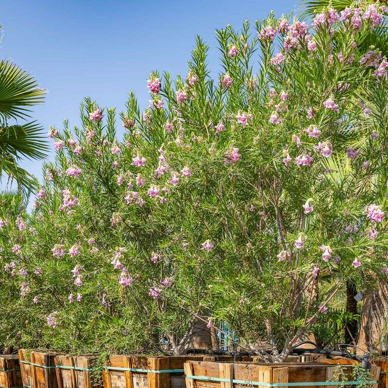 Desert Willow (Chilopsis linearis) – Trumpet-shaped blooms; thrives in heat.